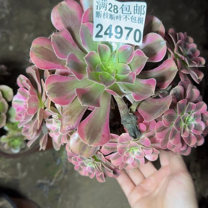 24970南美杜莎不包断枝