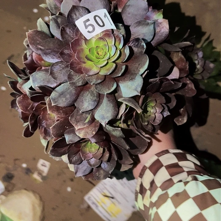 501黑魔多肉植物处理不售后