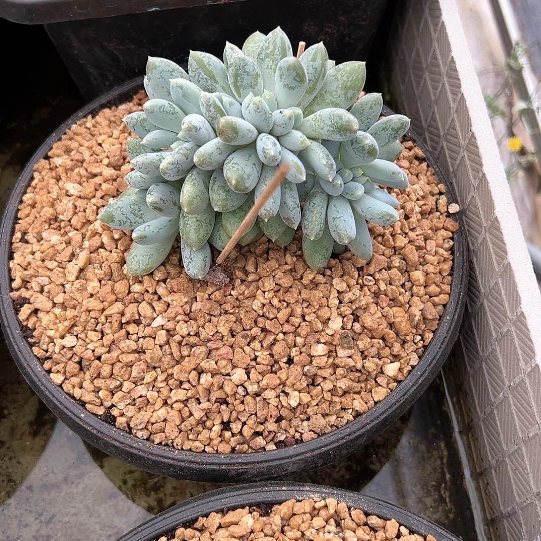 【闪购商品】彬**8哥特缀