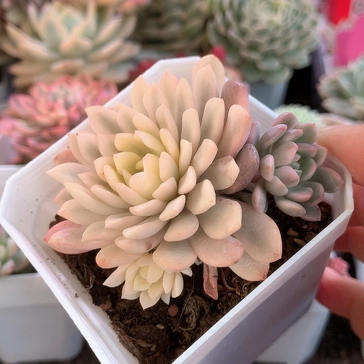 红宝石覆轮锦有根