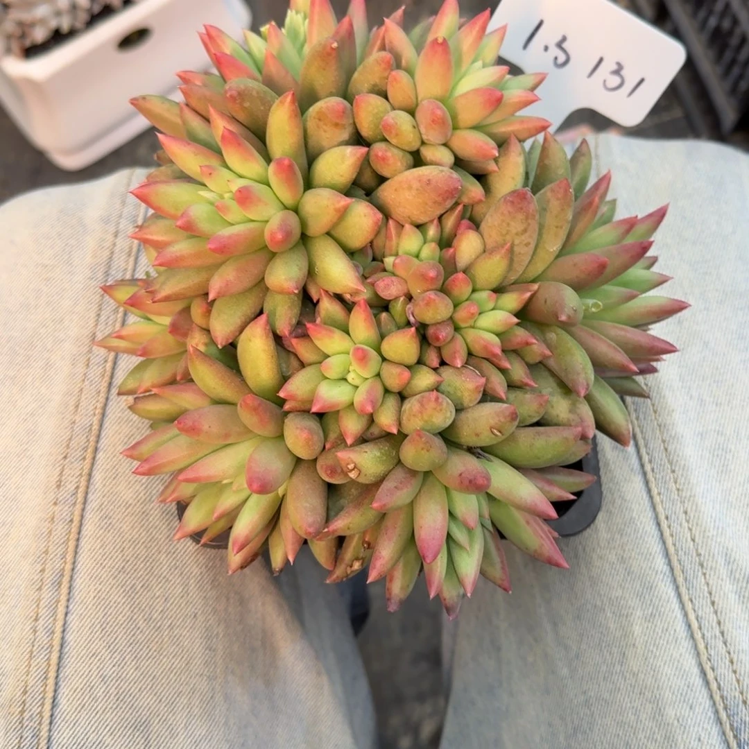 一物一拍外翻叶流沙鱼变异131