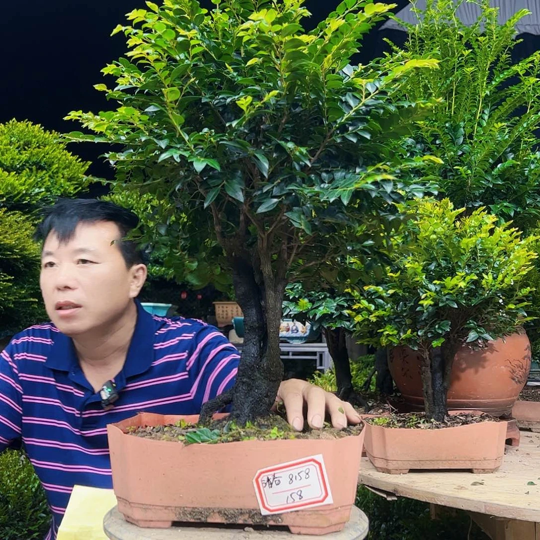无花朵清****7广东小叶紫檀
