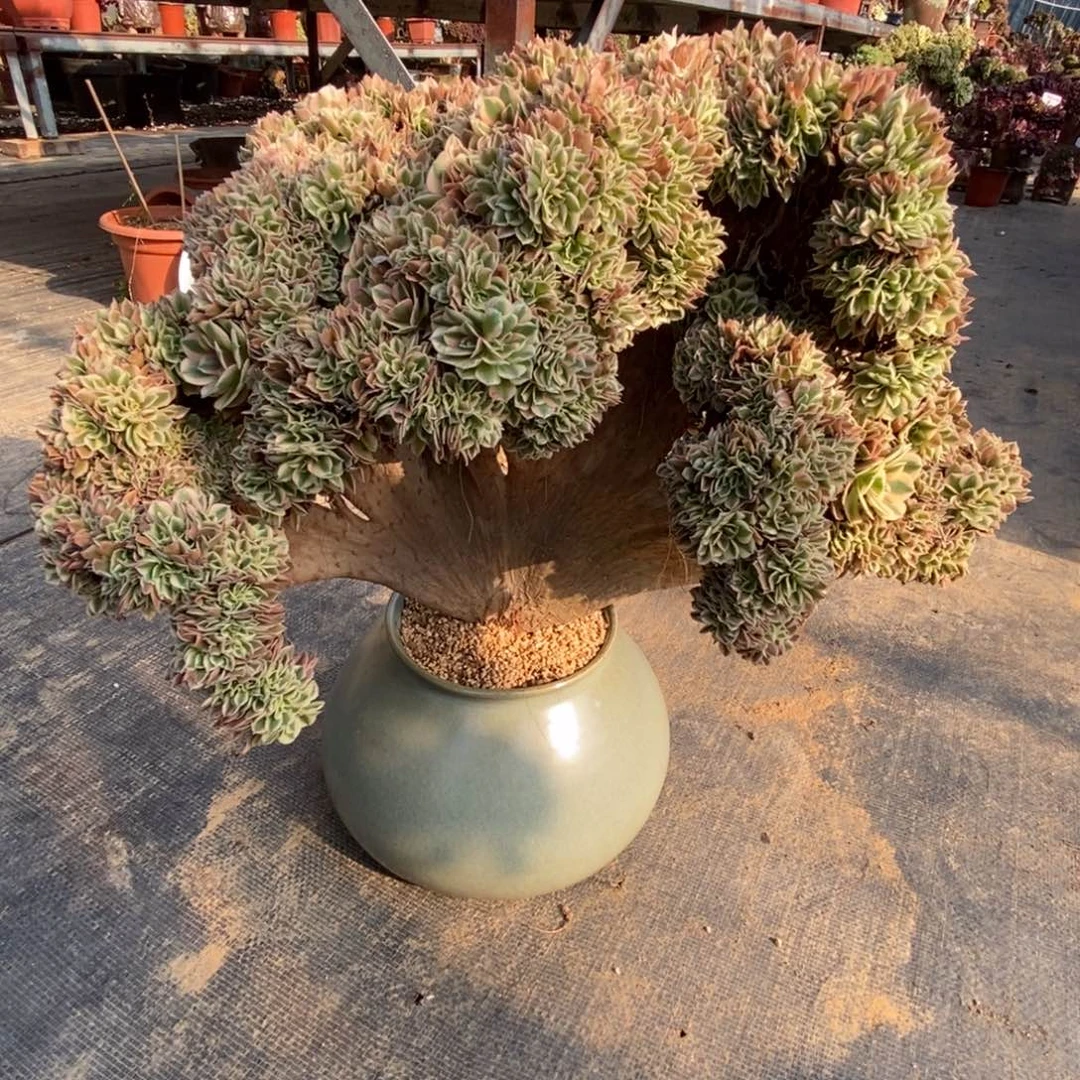 无花朵粉女巫朵缀