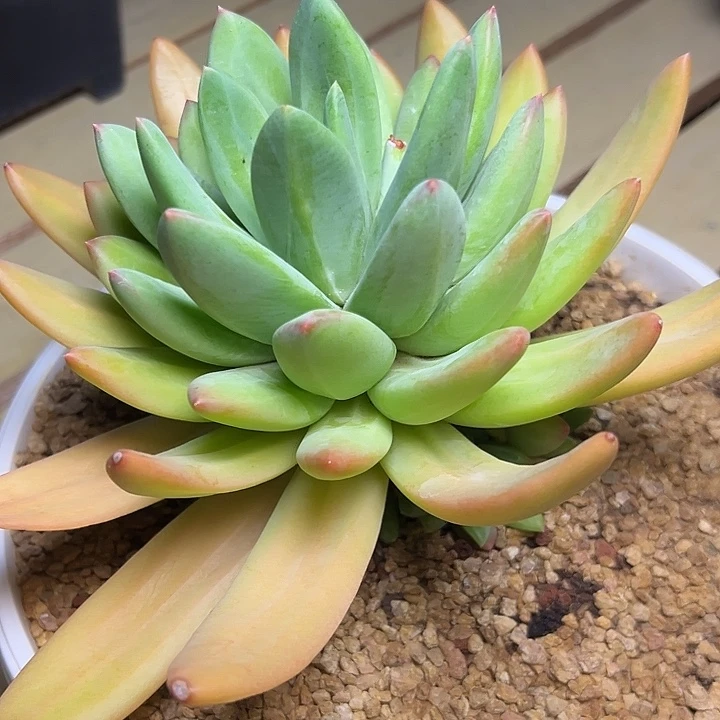 蔬**子海洋之歌手捧，一物一拍