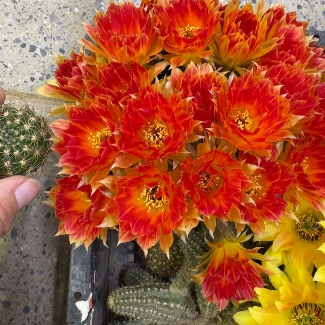 343丽花93歪无根侧牙3公分左右，20包邮