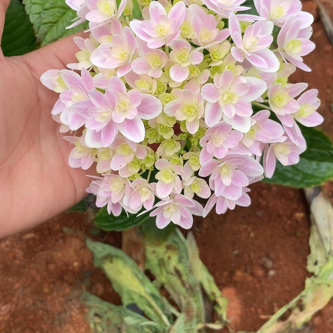 绣球切花一物一拍3枝起包邮，211