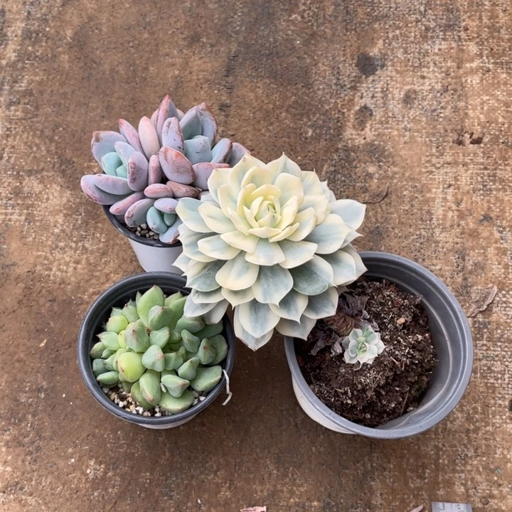 希***嘻肉肉三颗一物一拍