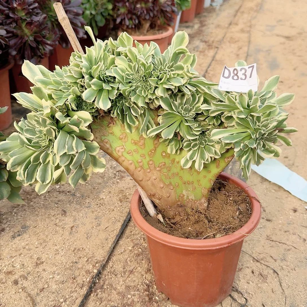 837绿豆莎一颗有伤