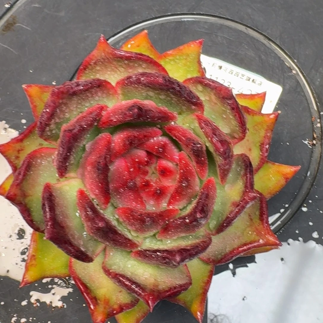 从前慢花园多肉编号1123.427