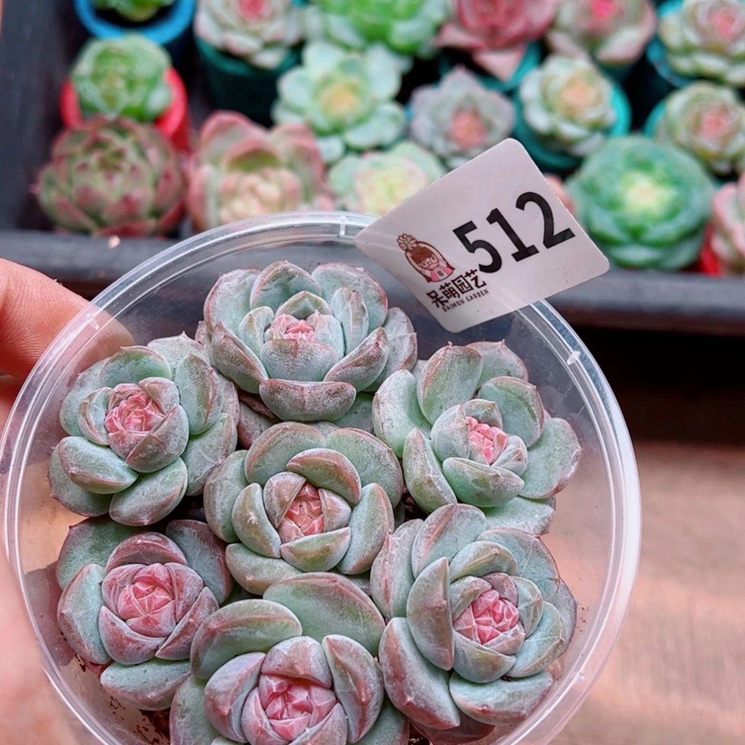 多肉植物多肉植物