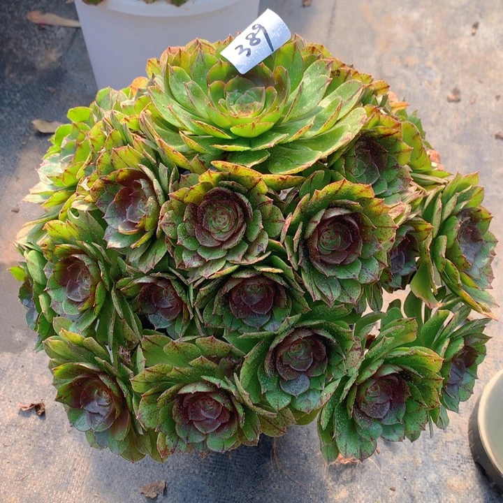 389万拉丝精品捧花朵朵