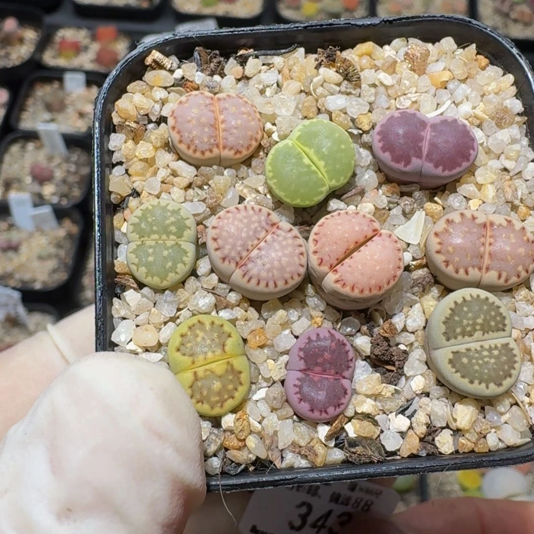 zzzz生石花肉锥343