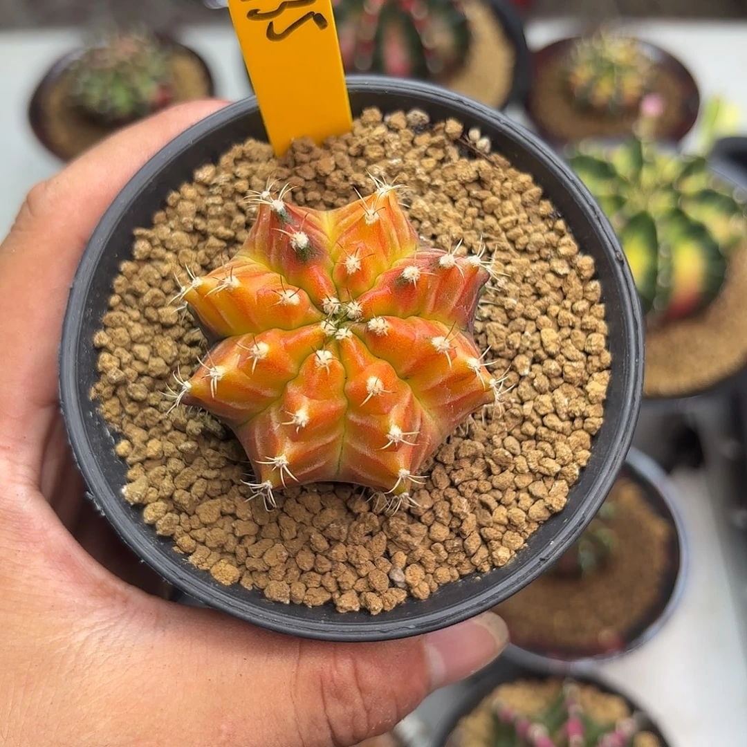 35-0925泰国发货多肉