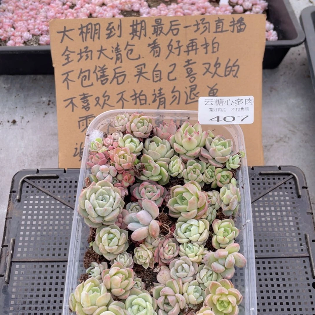 云糖心多肉植物407