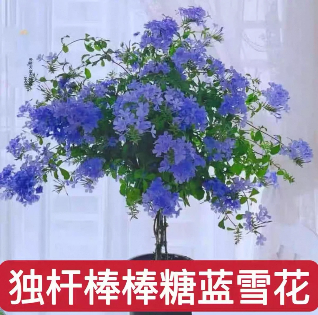 【棒棒糖蓝雪花】盆栽大苗带花苞阳台植物好养的花卉四季开花庭院