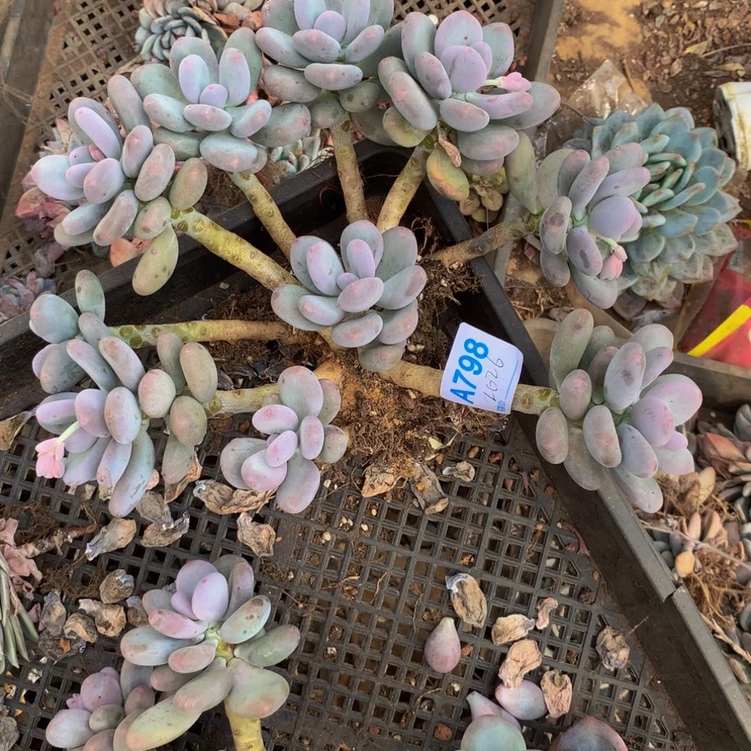 王***来不知明群多肉植物