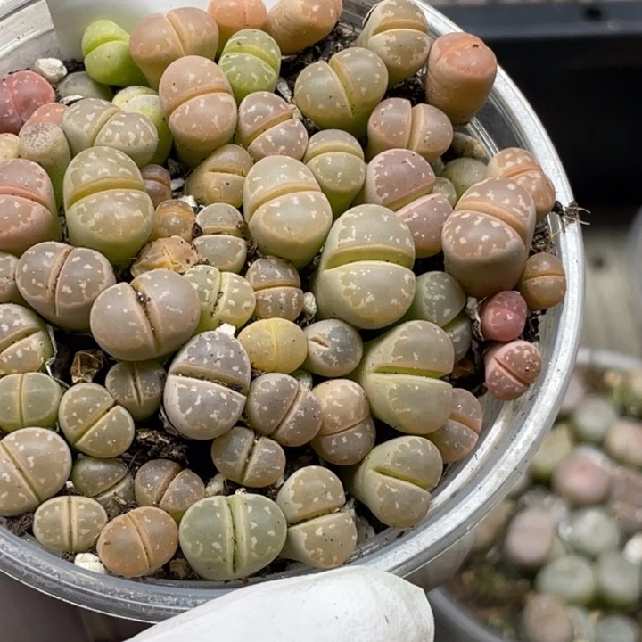 792岛田红橄榄lllll