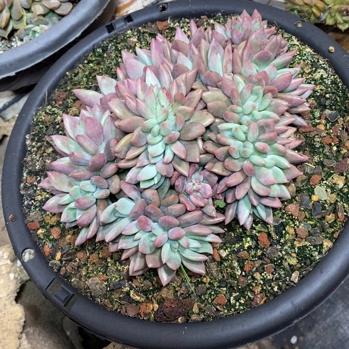 啊军喵多肉桃花缘缀