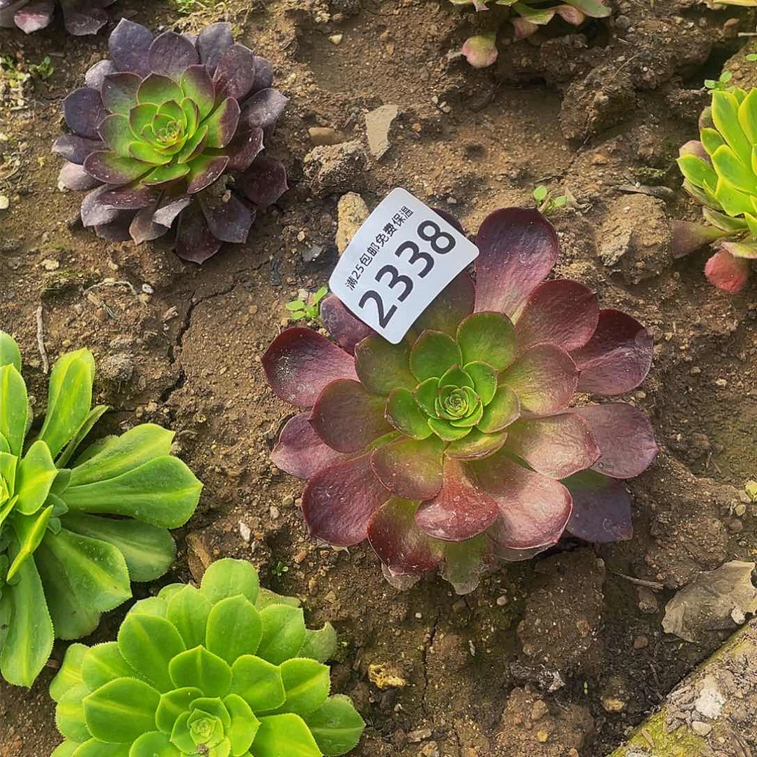 2338黑魔多肉植物