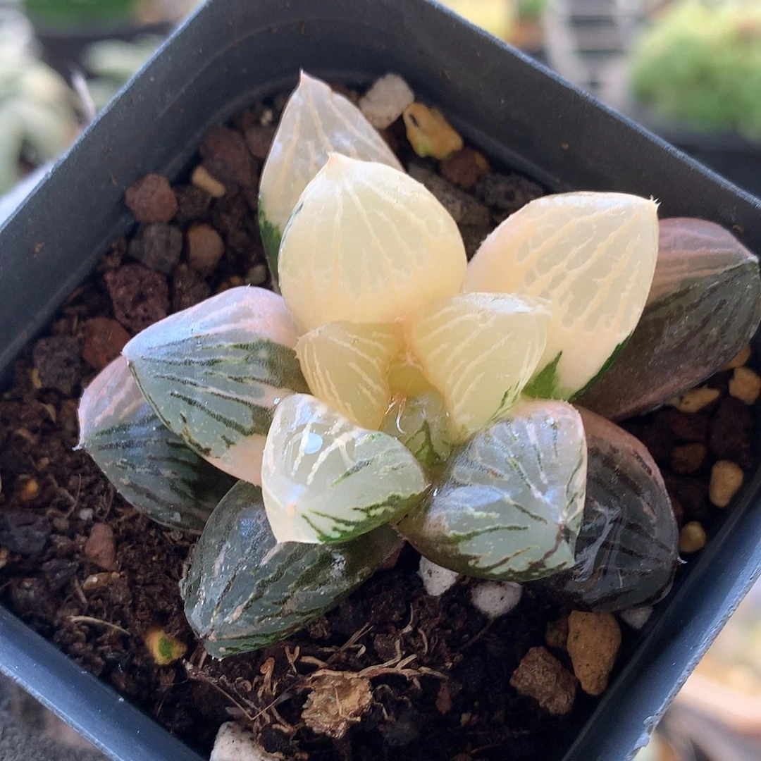 玉潭寿锦带盆土发货tll