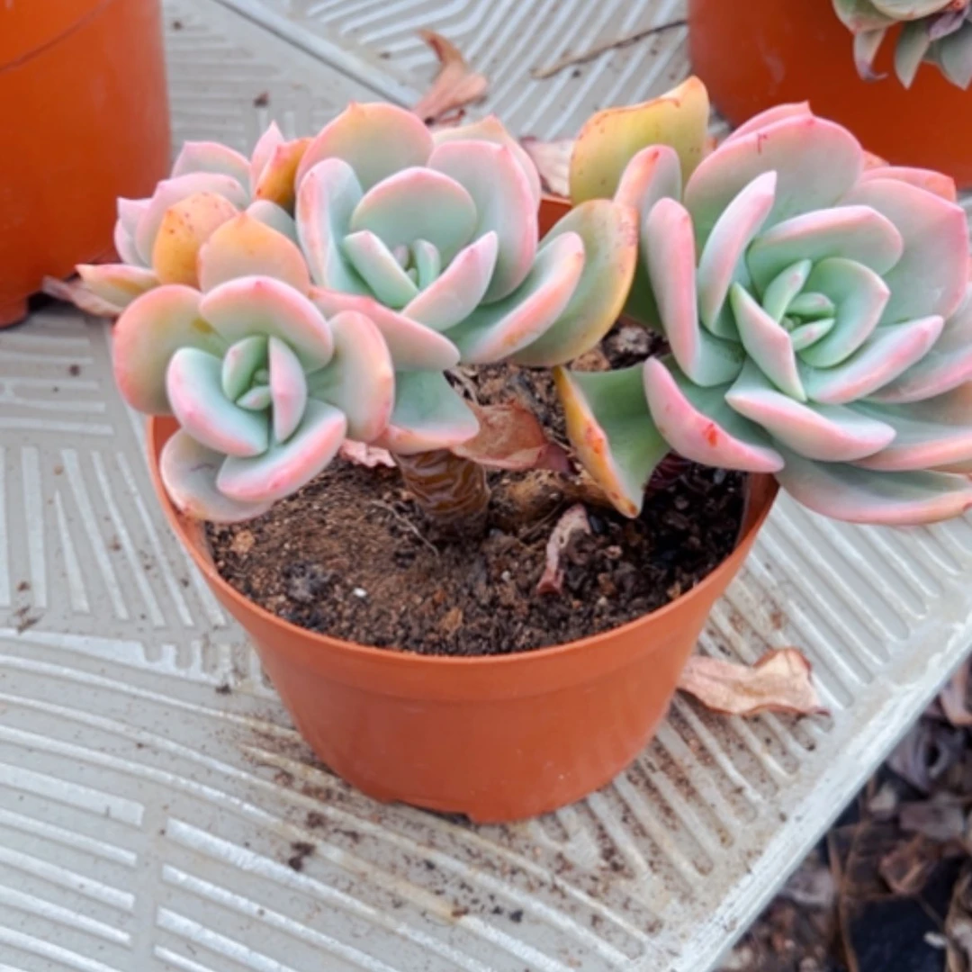 【闪购商品】一****制凤