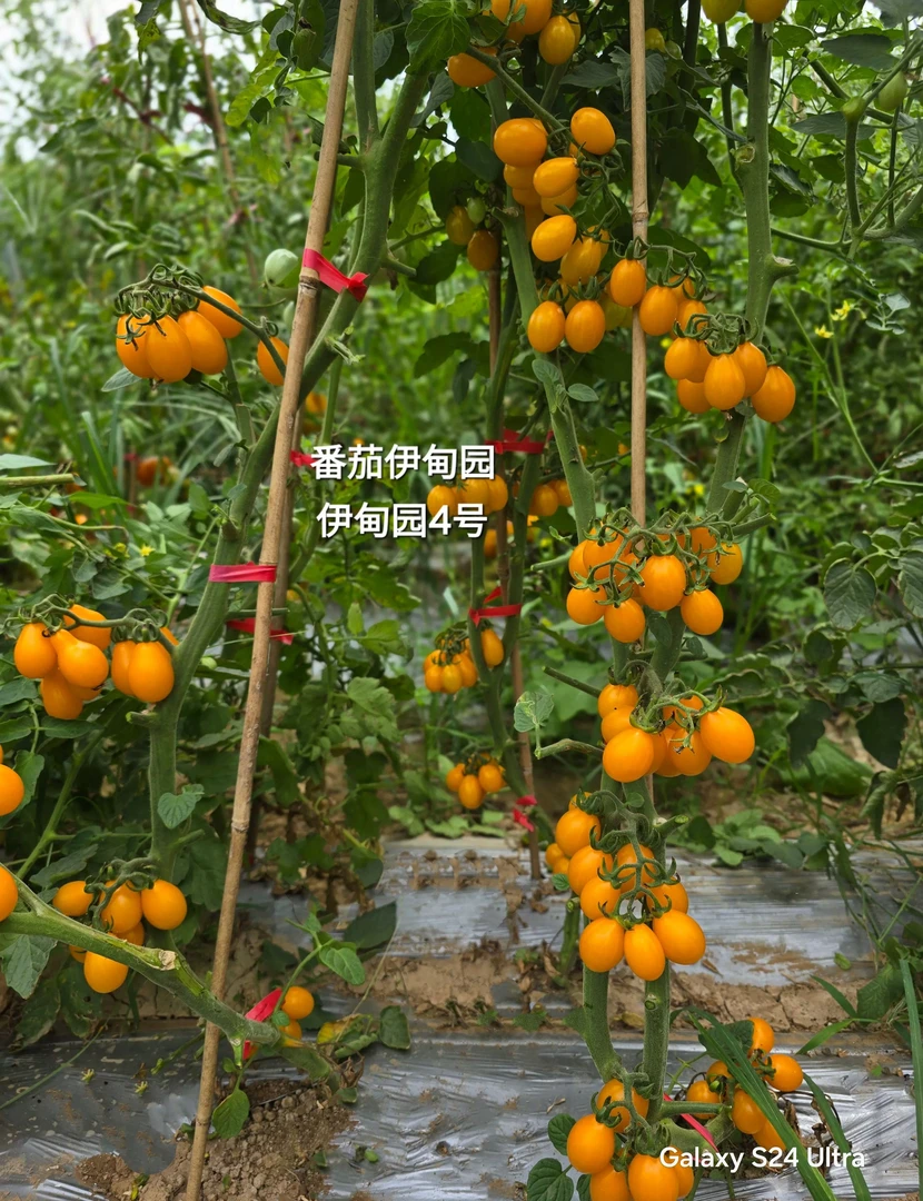 607伊甸园4号樱桃，3粒种子
