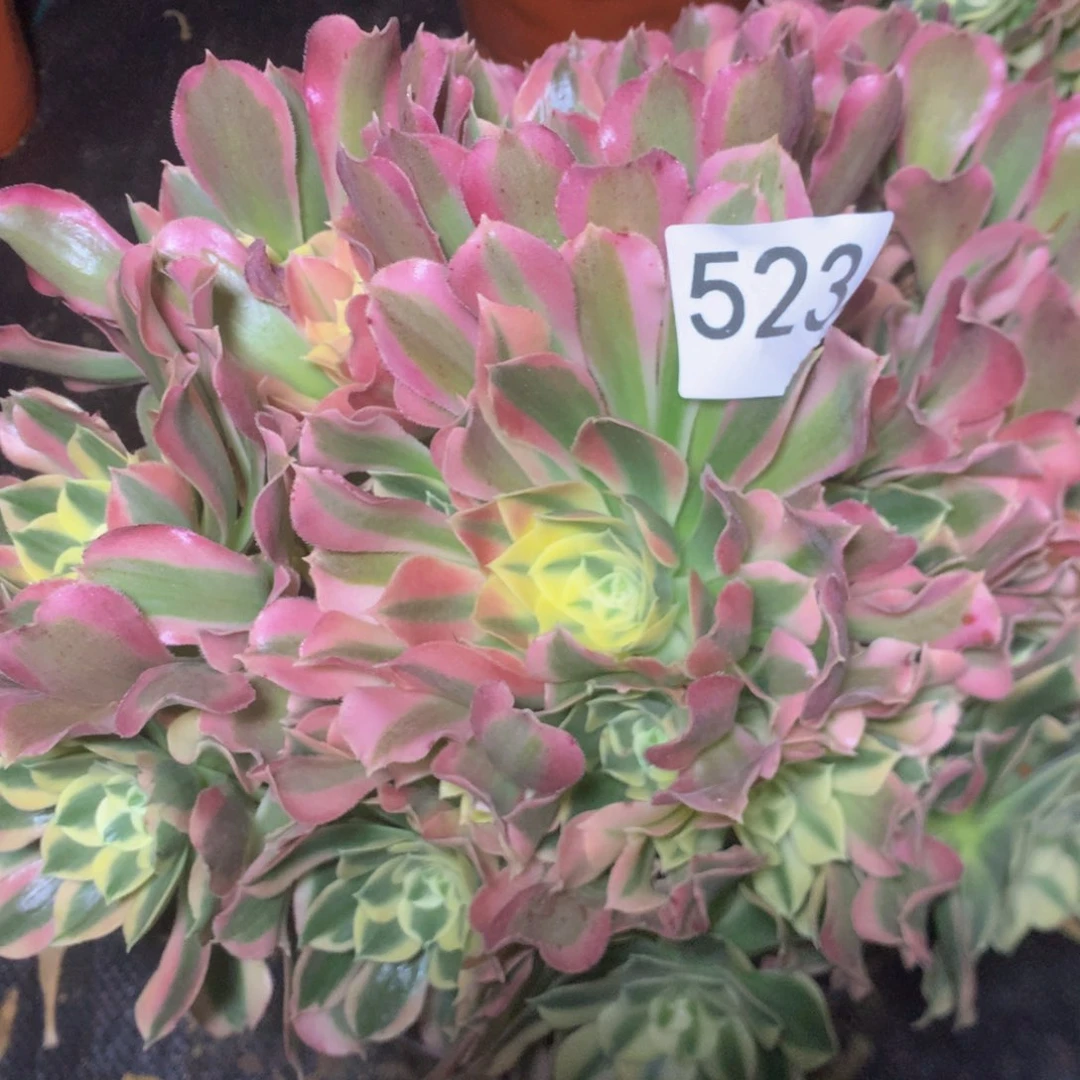 523白凤多肉植物