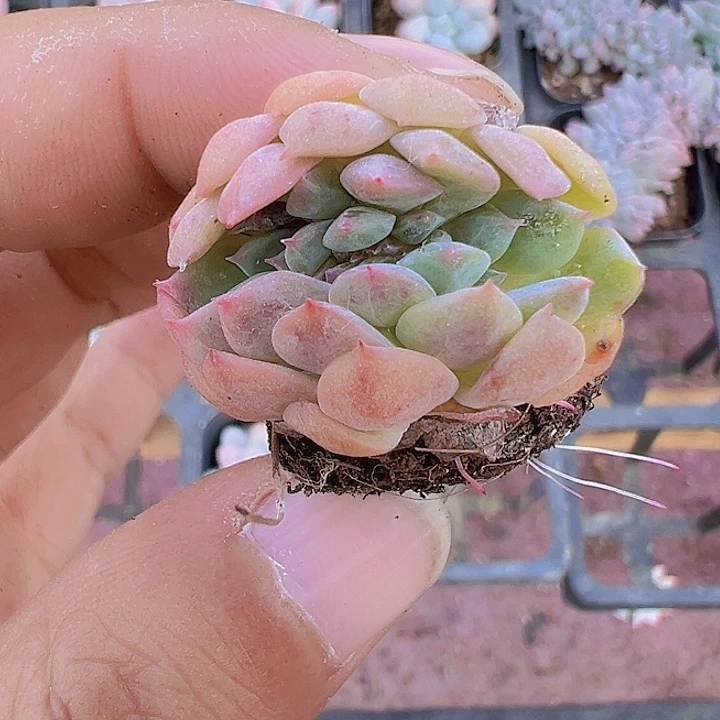 甘露缀化锦精品多肉植物