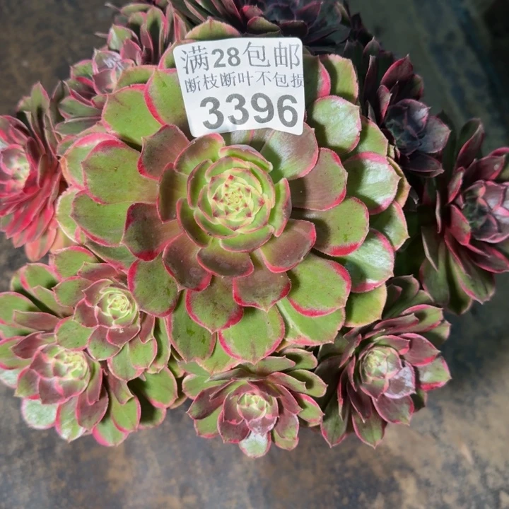 3396花妖多肉植物