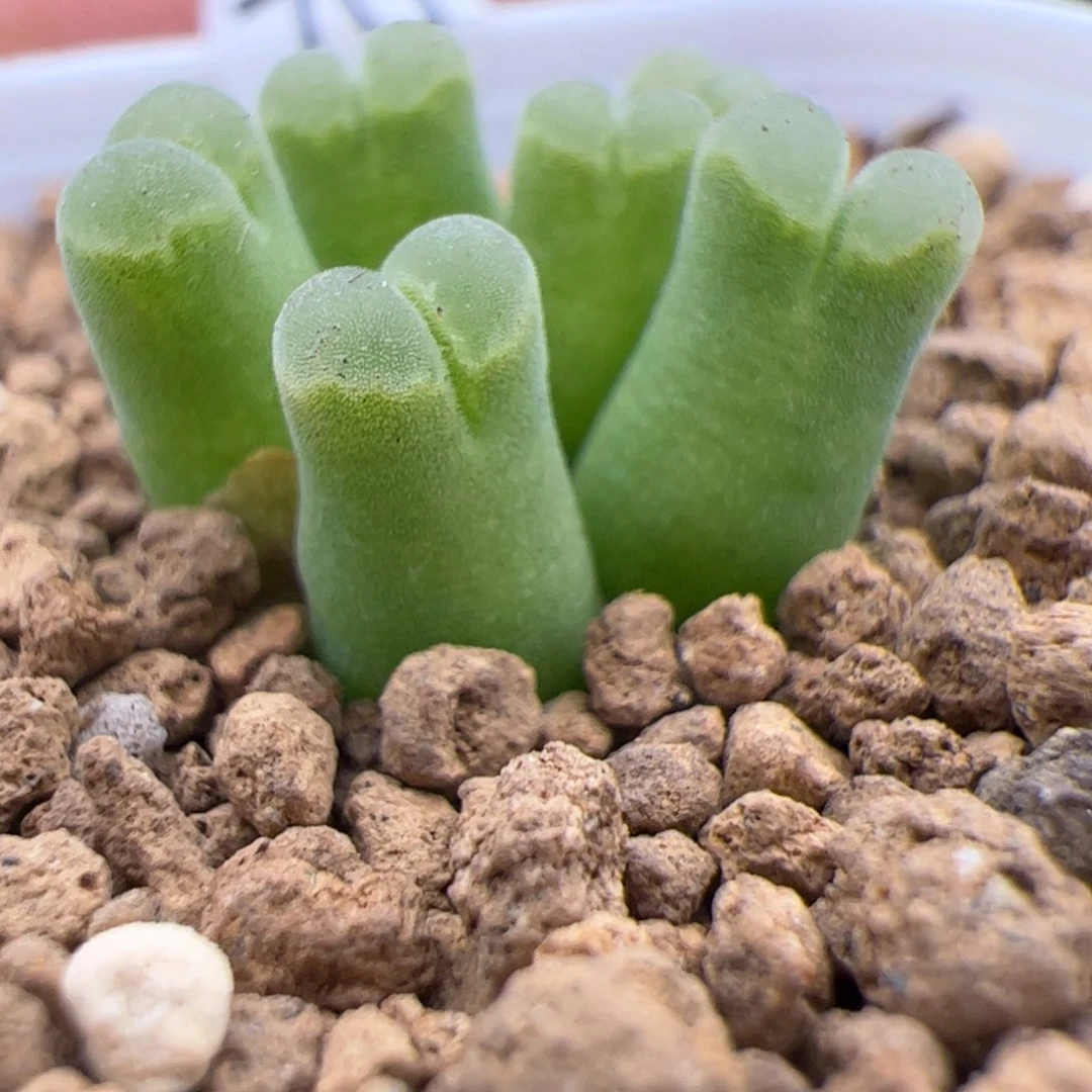 7.7天鹅绒多肉植物70