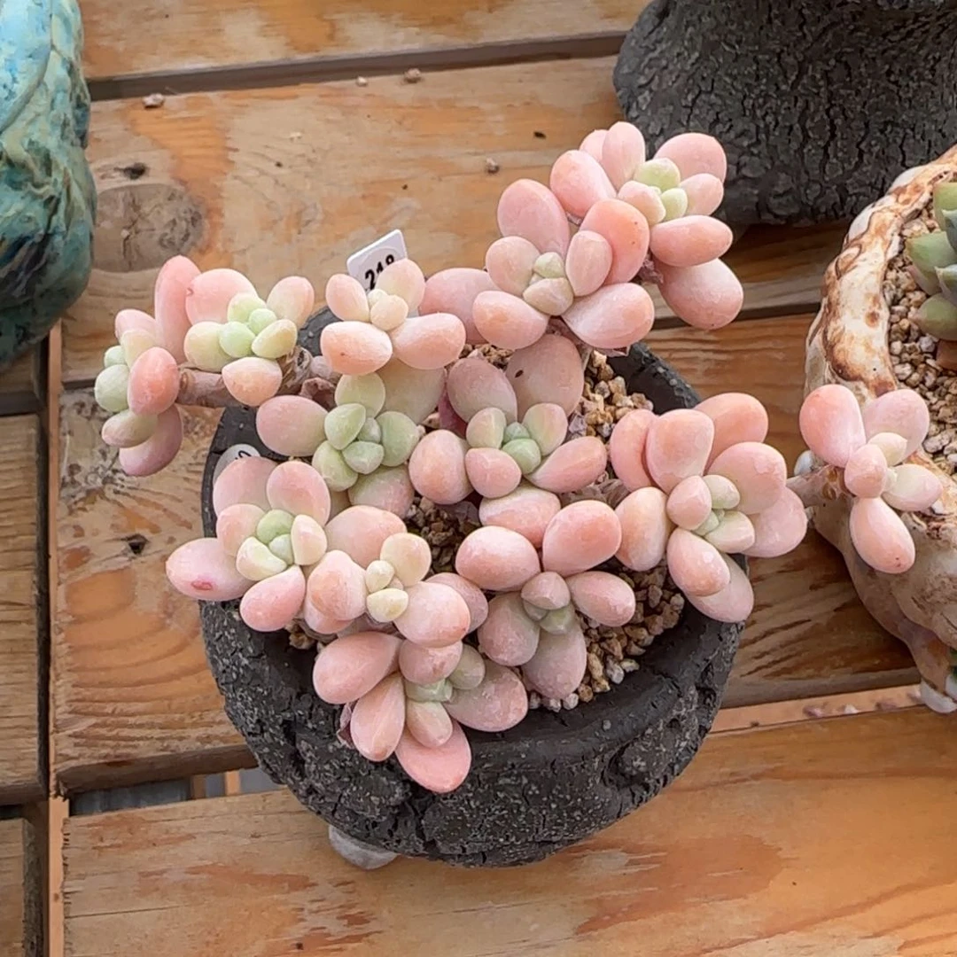 叶植庭多肉：香玉218