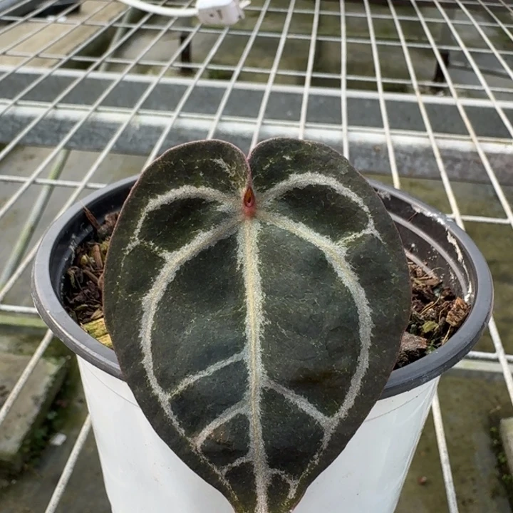 完全开放4号虹霓花烛