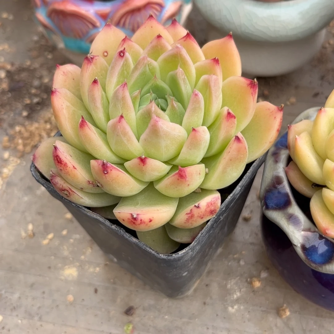 紫*多肉植物的生长发育