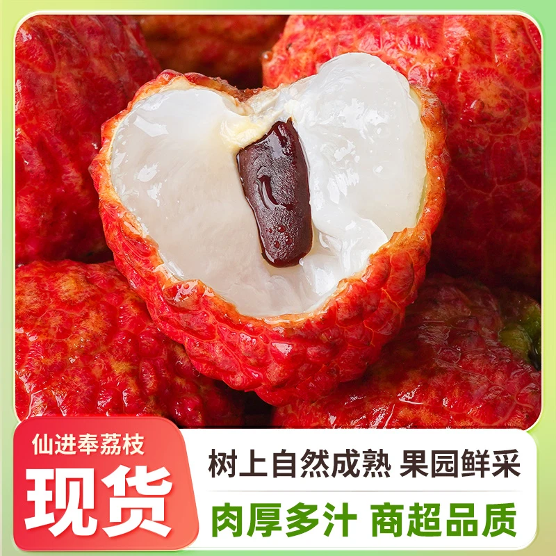 【顺丰包邮】广东高州仙进奉荔枝2.5/4.5斤带枝发货果园直发RMZB