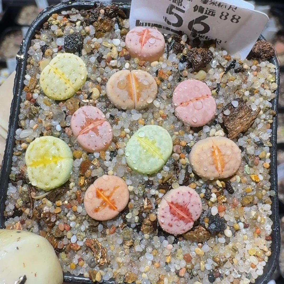 zzzzz精品生石花56