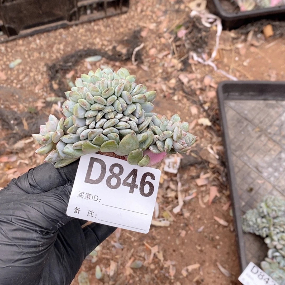 C***装846 石榴籽突尼斯缀