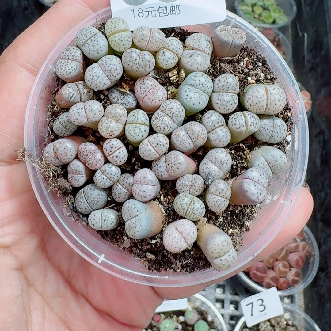 88多肉植物多肉植物