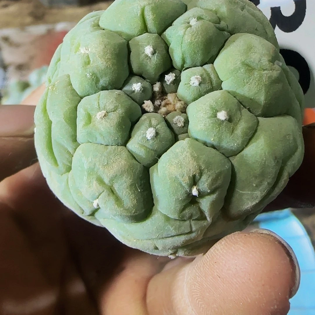 蓝白仙336萝卜根