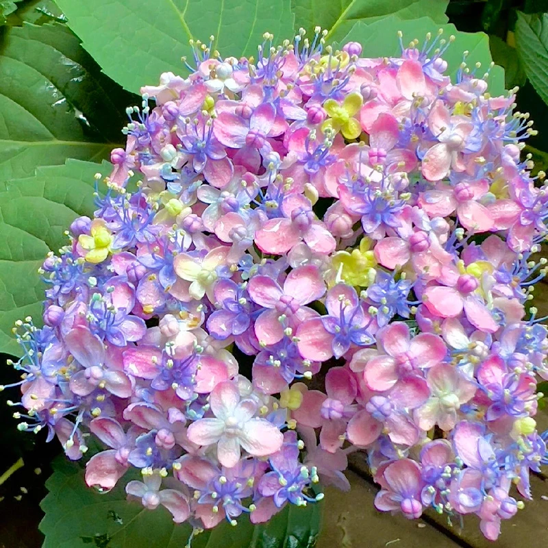 三河千鸟 5加仑 露天老桩大苗 大花带花苞阳台庭院四季开花好养