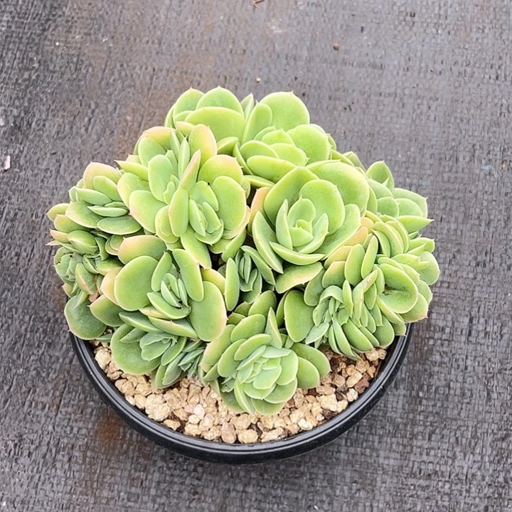 板子星那塔朵朵綴19