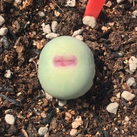 多肉肉锥 Sh433 Ｖ嘴