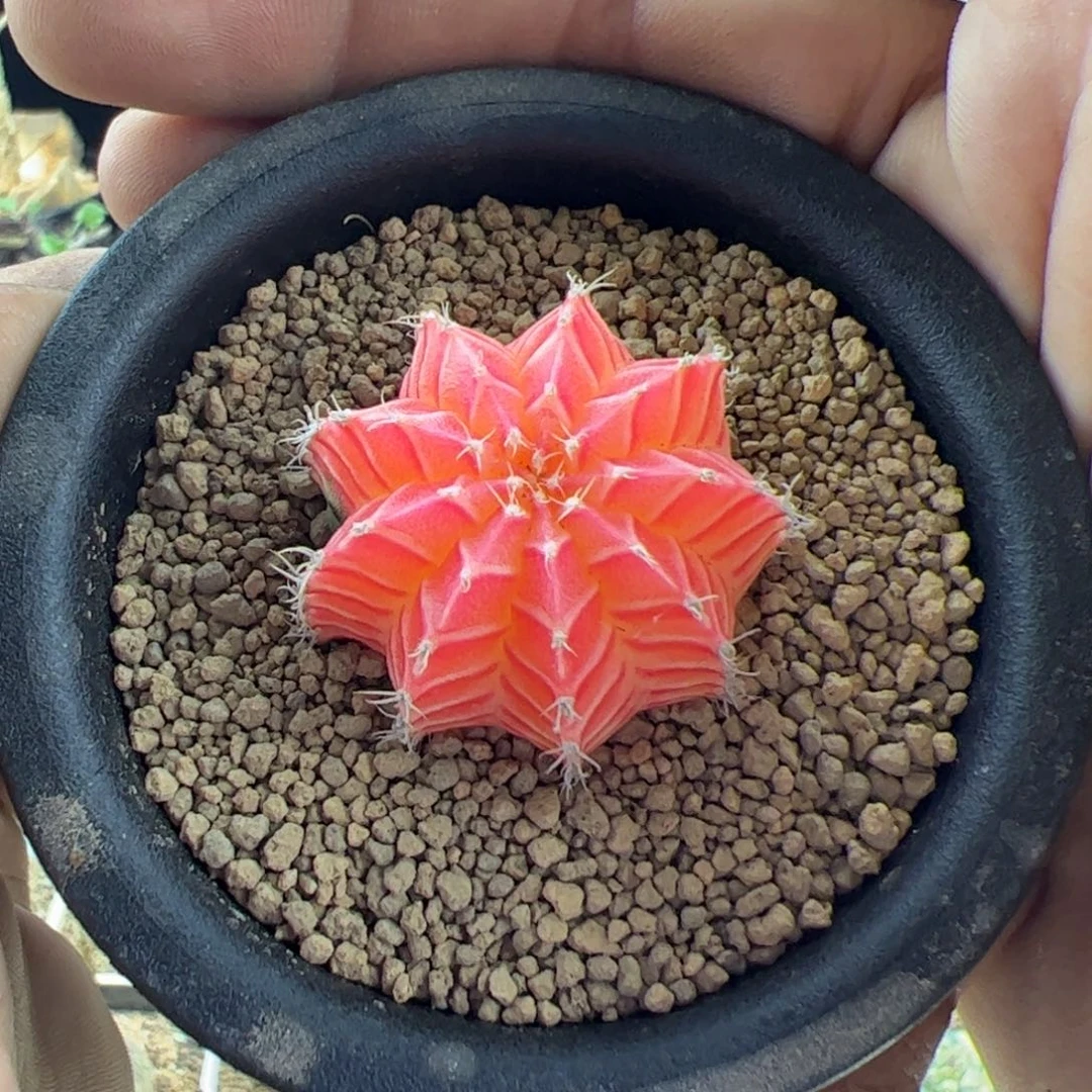 米哈实生自然锦2.5一物一拍脱土发