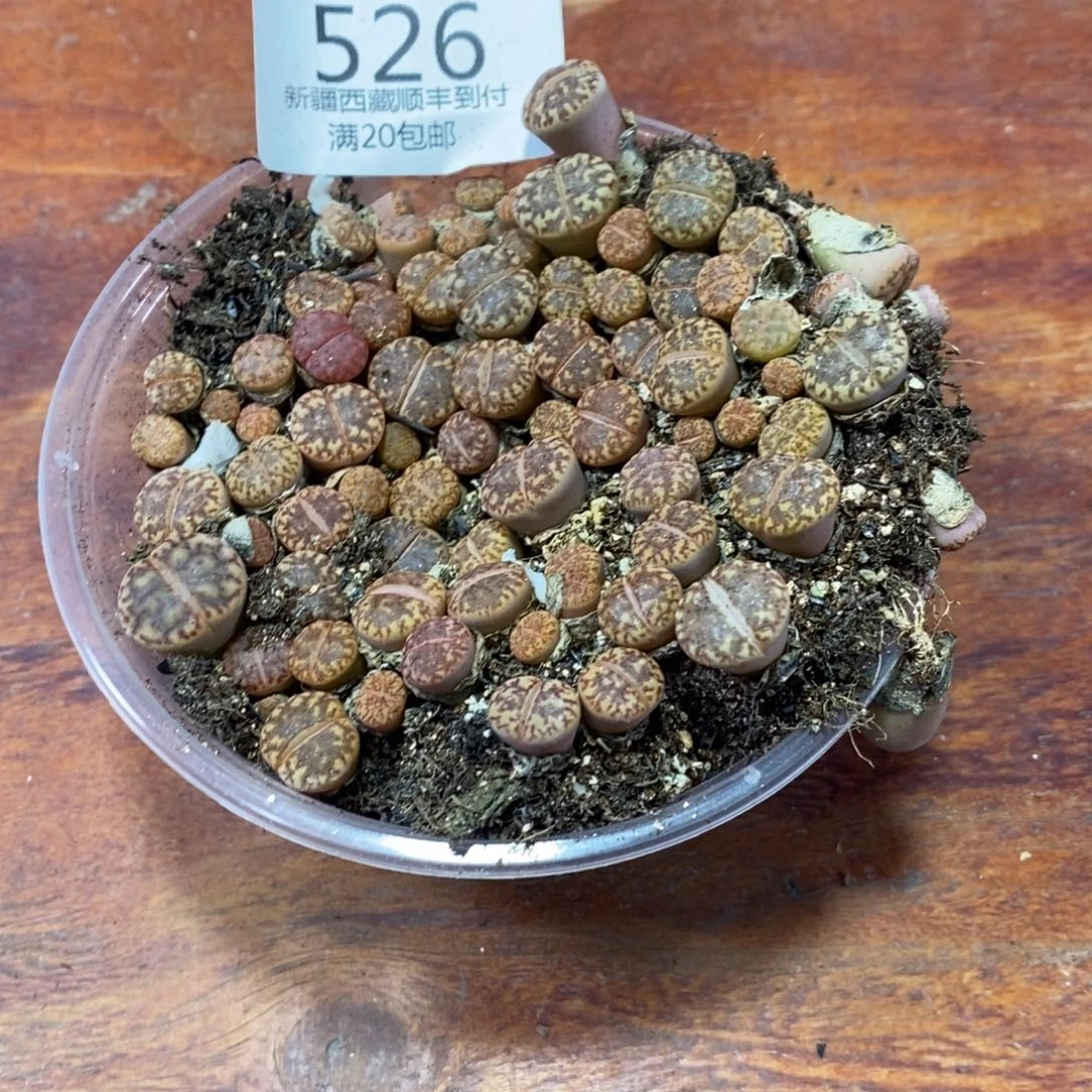 多肉蛋炒饭，感谢您相伴526