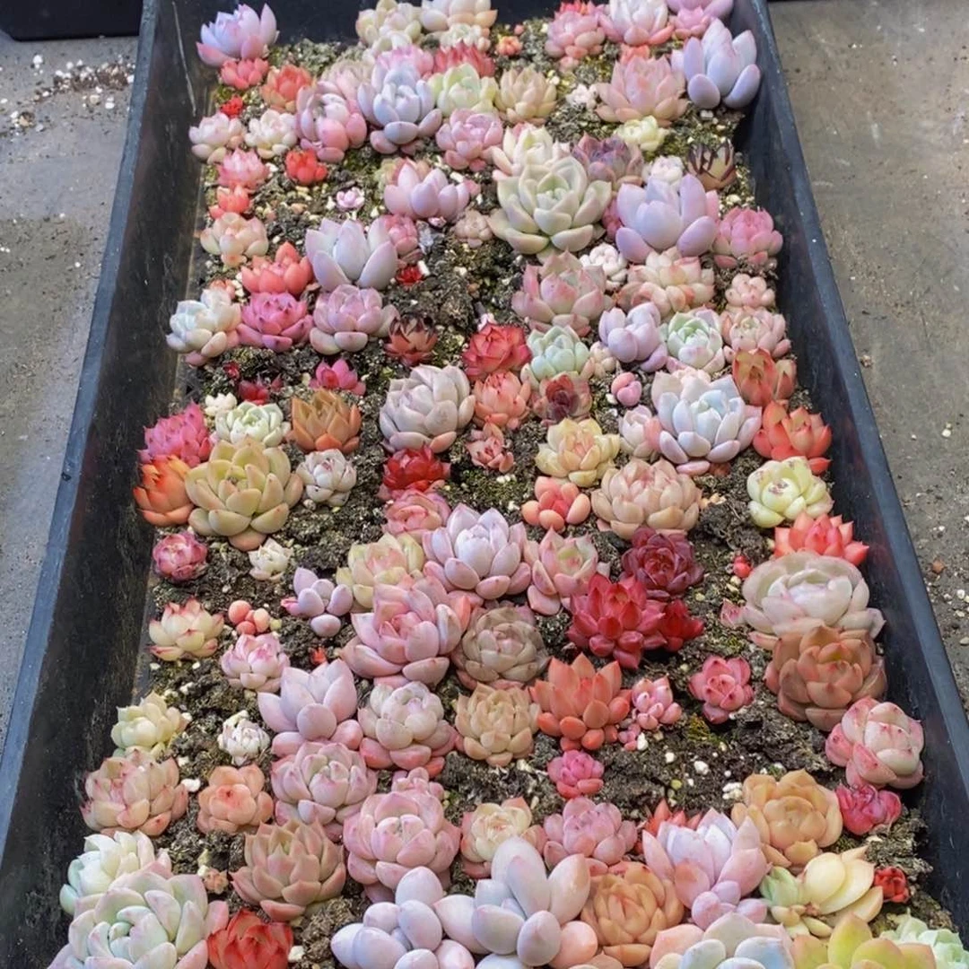 607点人情味儿你的手机