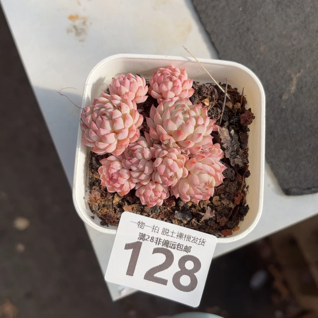 小粉梅无盆土发货