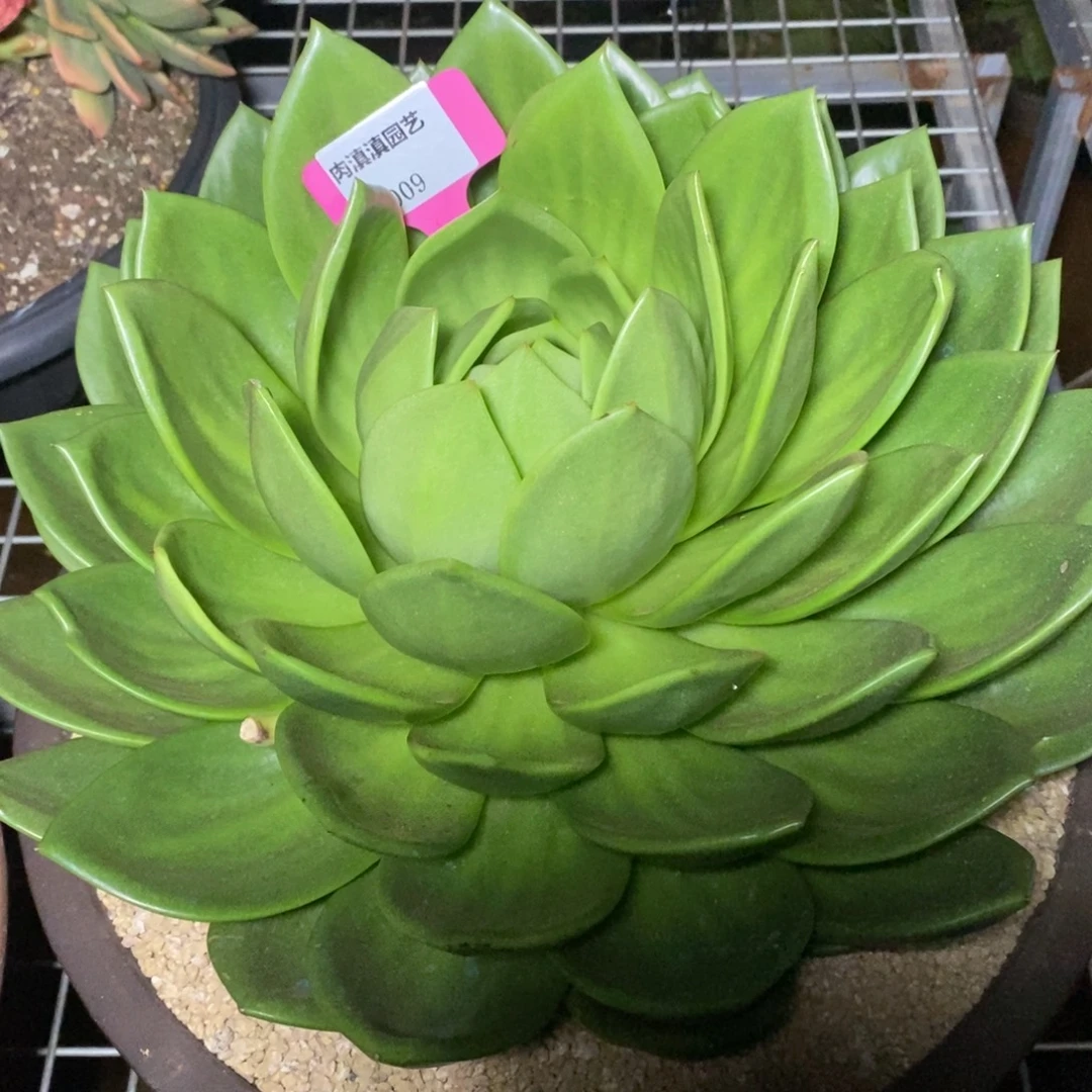 小***翠x009-多肉植物 翠花