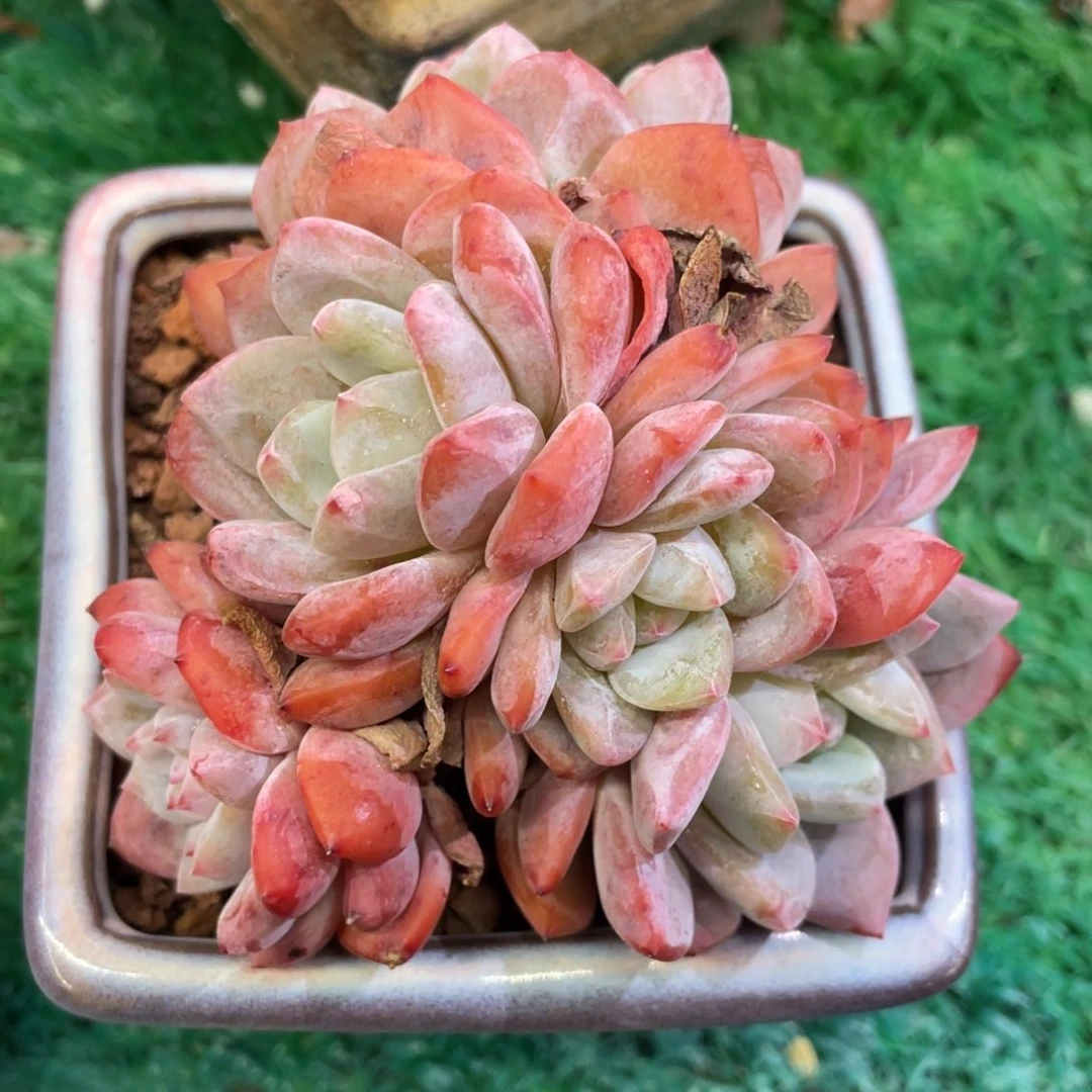 多肉植物盆栽多肉植物