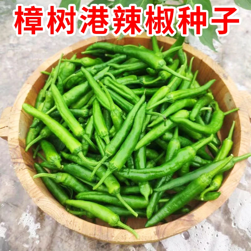 正宗樟树港椒种籽优质辣椒种子春秋四季播高产阳台盆栽蔬菜种孑