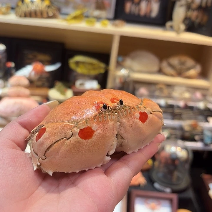 真实逍遥馒头蟹标本