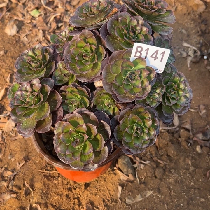 魅金多肉植物141.